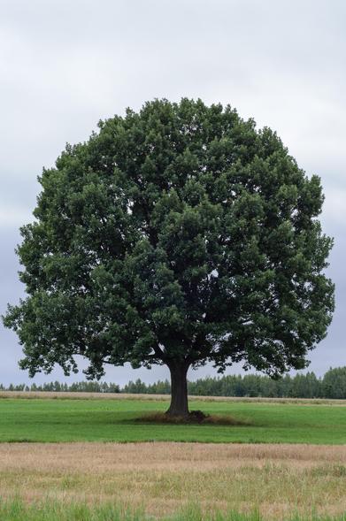 Ein einzeln stehender Baum auf einer Wiese. Weit ausladende Äste und üppiges Laub bilden eine kugelige Gestalt. Kein Sonnenschein, dicke graue Wolken.

