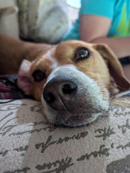 Beagle dog resting with nose pointing towards you