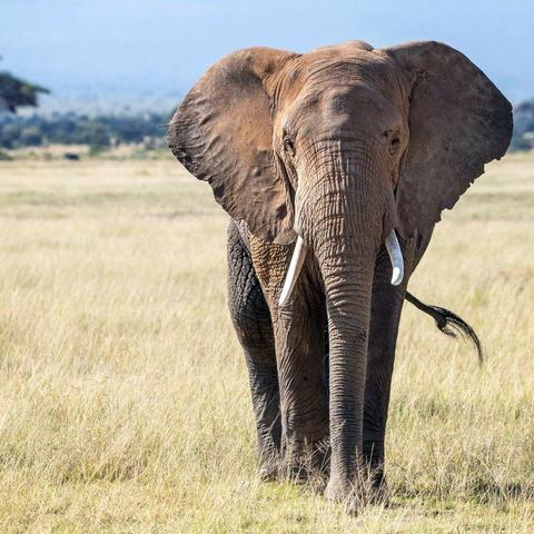 Elephant d'Afrique dans la savanne