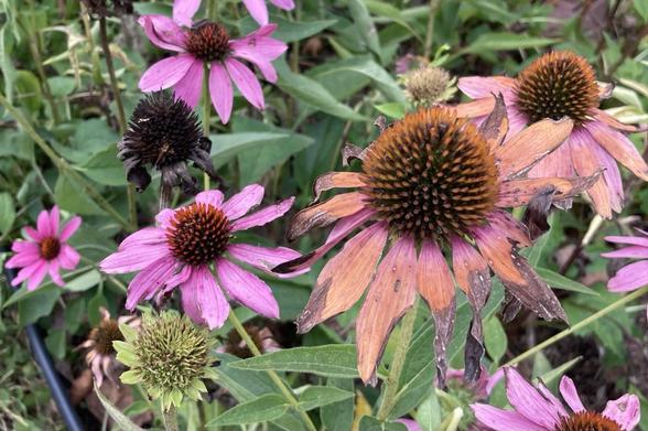 Purple coneflowers in various stages: Green bud, purple flower, faded desiccated flower, dried seed head. 