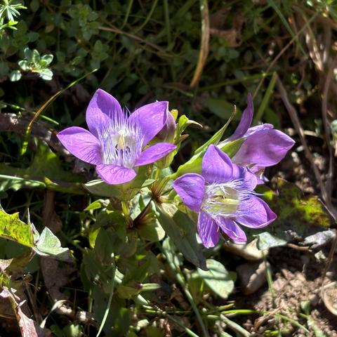 The Gentianella austriaca flower.