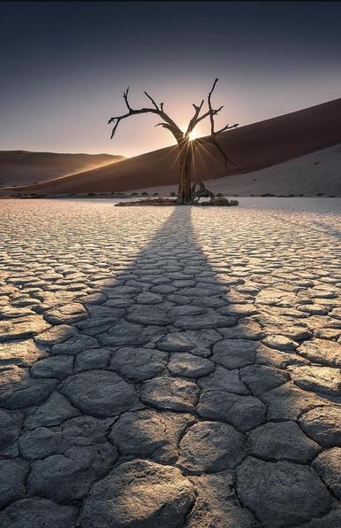 Photography. The photo shows an often photographed landscape from the Deadvlei in Namibia, but fantastically photographed, close to the ground. In the center of the picture stands a striking, dead tree without leaves, its bare branches extending in a V-shape in various directions. The tree casts a long shadow on the gray, cracked clay soil, which consists of hexagonal patterns and indicates extreme dryness. Sand dunes rise in the background, glowing a warm shade of orange. The sky above is clear and shows a color gradient from light blue on the horizon to darker shades of blue higher up. The photo conveys a sense of stillness and timelessness and is brought to life by the contrasts between the textures and colors: the roughness of the cracked clay against the softness of the sand dunes and the warm tones against the cool ones.
Info: 
The Dead Vlei is a small clay pan surrounded by dunes in the Namib Sand Sea in Namibia. The Deadvlei is part of the Namib-Naukluft National Park. The trees have been dead for more than 500 years. They grew after rainfall caused a river to overflow, but died after sand dunes moved the river.