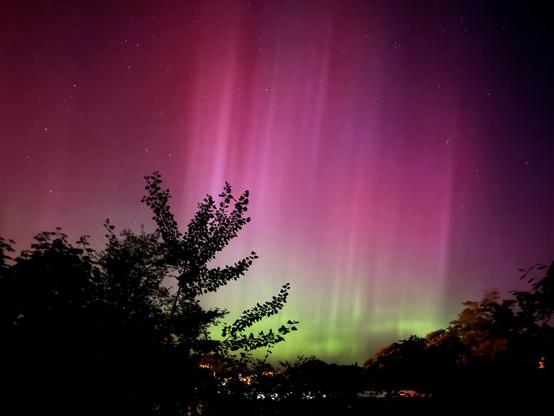 Northern Lights in purples and green with vertical stripes of light in the sky. Dark silhouetted trees in the foreground.