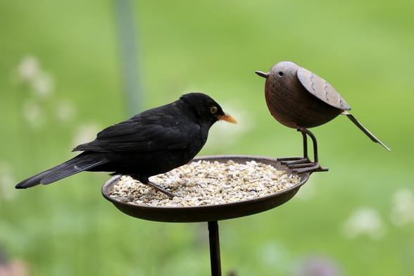 A Blackbird sitting on a fancy feeding tray with a sculpture of a Robin looking at the offers