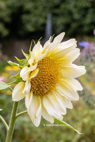 Sunflower with yellow centre and pale yellow petals