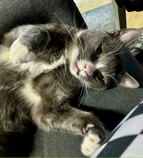 A grey tuxedo cat rolled onto his back, doing kitty paws.