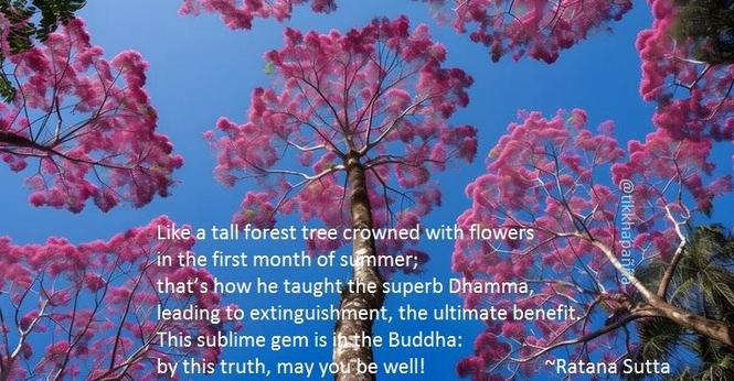 Like a tall forest tree crowned with flowers
in the first month of summer;
that’s how he taught the superb Dhamma,
leading to extinguishment, the ultimate benefit.
This sublime gem is in the Buddha:
by this truth, may you be well!
~Ratana Sutta