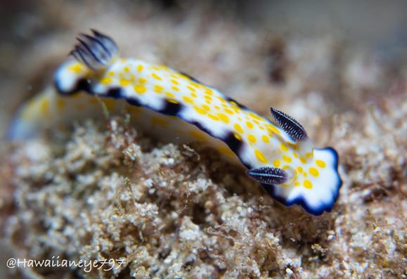 A white sea slug trimmed in dark blue and marked with yellow spots.