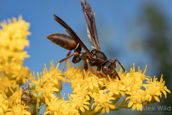 Photograph of a reddish brown paper wasp in side view feeding from yellow goldenrod flowers. The backdrop is blue sky and out of focus trees. Hidden among the flowers at lower left is a small jagged greenish bug, its raptorial forelegs on either side of the wasp’s hind foot.