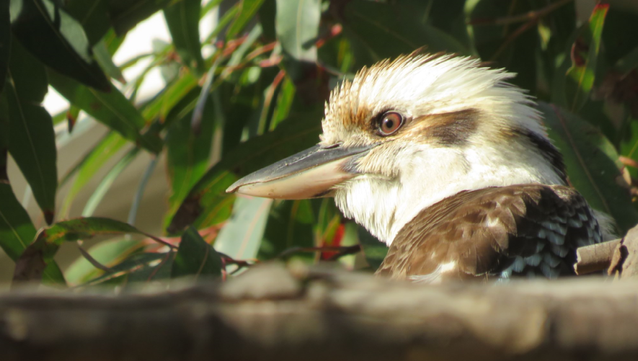 Kookaburra in a tree