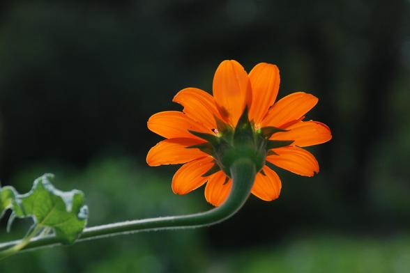 A bold orange daisy-like flower seen from behind with its petals backlit by the sun.  Seen against a dark green background.