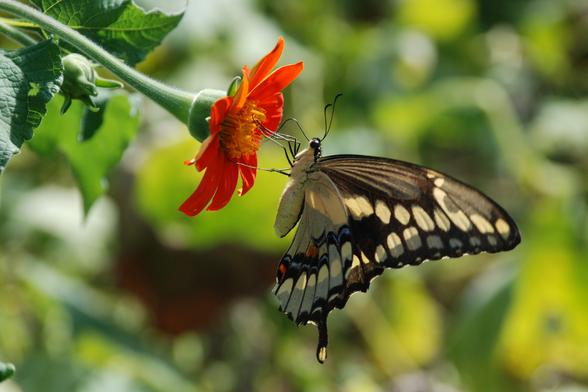 A black and yellow butterfly sips nectar from an orange flower.