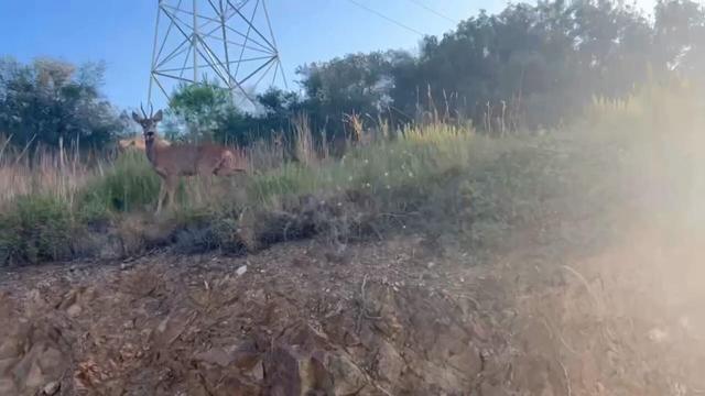 📽️ Un cabirol es deixa veure passejant pel parc de Collserola