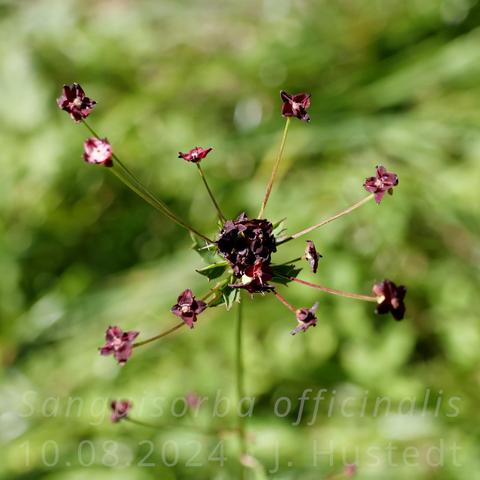 Der dunkelrote Blütenkopf eines Großen Wiesenknopfs mit zahllosen vierzähligen Blüten, gezackten Hochblättern und zusätzlichen, doldenähnlich abzweigenden Blütenstielen mit Einzelblüten; im Hintergrund unscharf grüne Pflanzen 