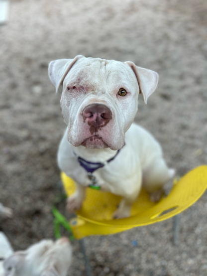 Beautiful dog.

Caption: 