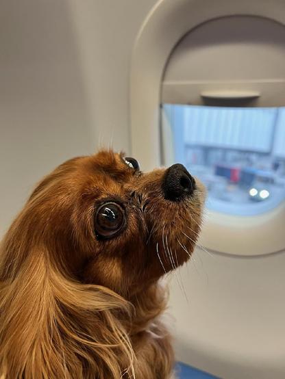 Empress Theodora; a ruby CKCS puppy mill survivor; now a jet setter looking over her shoulder at her new mom. They're in an airplane, you can see an airplane window in the background.