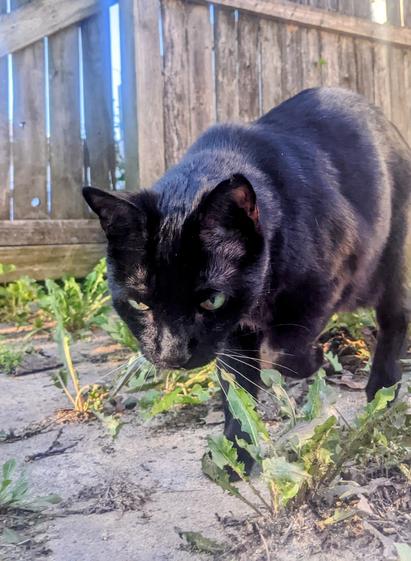 black cat with green eyes walking on garden path near wooden fence in summer