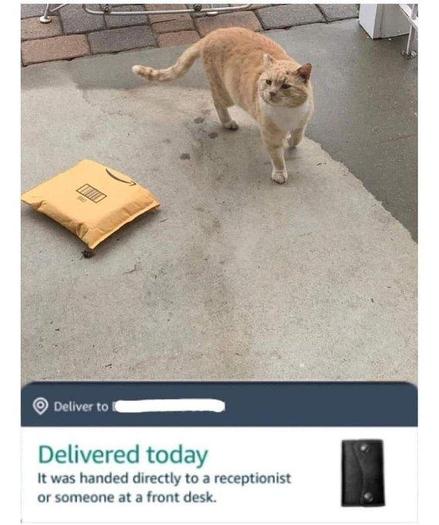 Cat standing next to amazon package on patio

Text: Delivered today
It was handed directly to a receptionist or someone at a front desk.