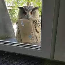 Yoll the owl delivering a large envelope at the window