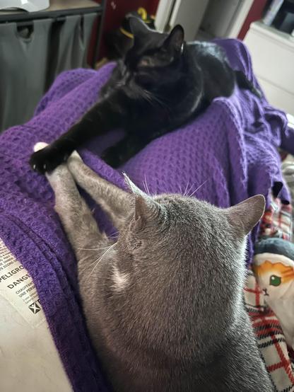 A black cat and a grey cat lying on a person covered in a purple blanket. Their front paws are touching. 