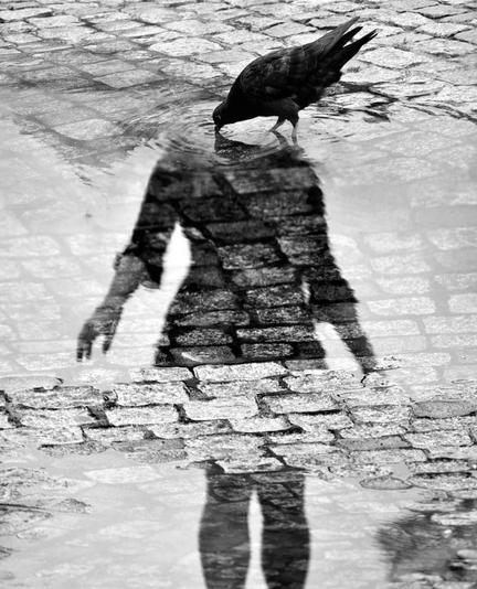 Photography. A black and white photo showing the shadow of a person and a pigeon on a paved ground with puddles of water. A pigeon stands on the wet, paved ground and sticks its beak into the puddle. The shadow of a female person can be seen in the water on the ground and is interrupted by the non-wet cobblestones. The pigeon seems to be pecking at the person's invisible head. A wave is created. — photographer unknown