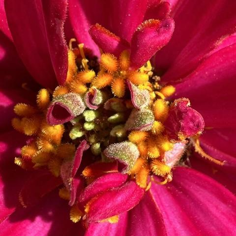 This is a close-up of a lovely flower called Zinnie.
Red, yellow, pink, green.
Looks like a handful of candy