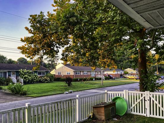 Lawns under Mr Sycamore are nice. Lawn to the west is nut sedge infested and needs mowing. 