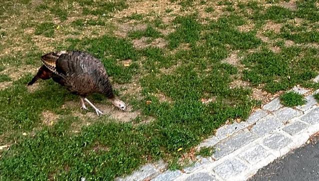 A turkey doing turkey things on the grass at Boston Common