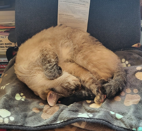 Lulu the cat at rest in her chair.