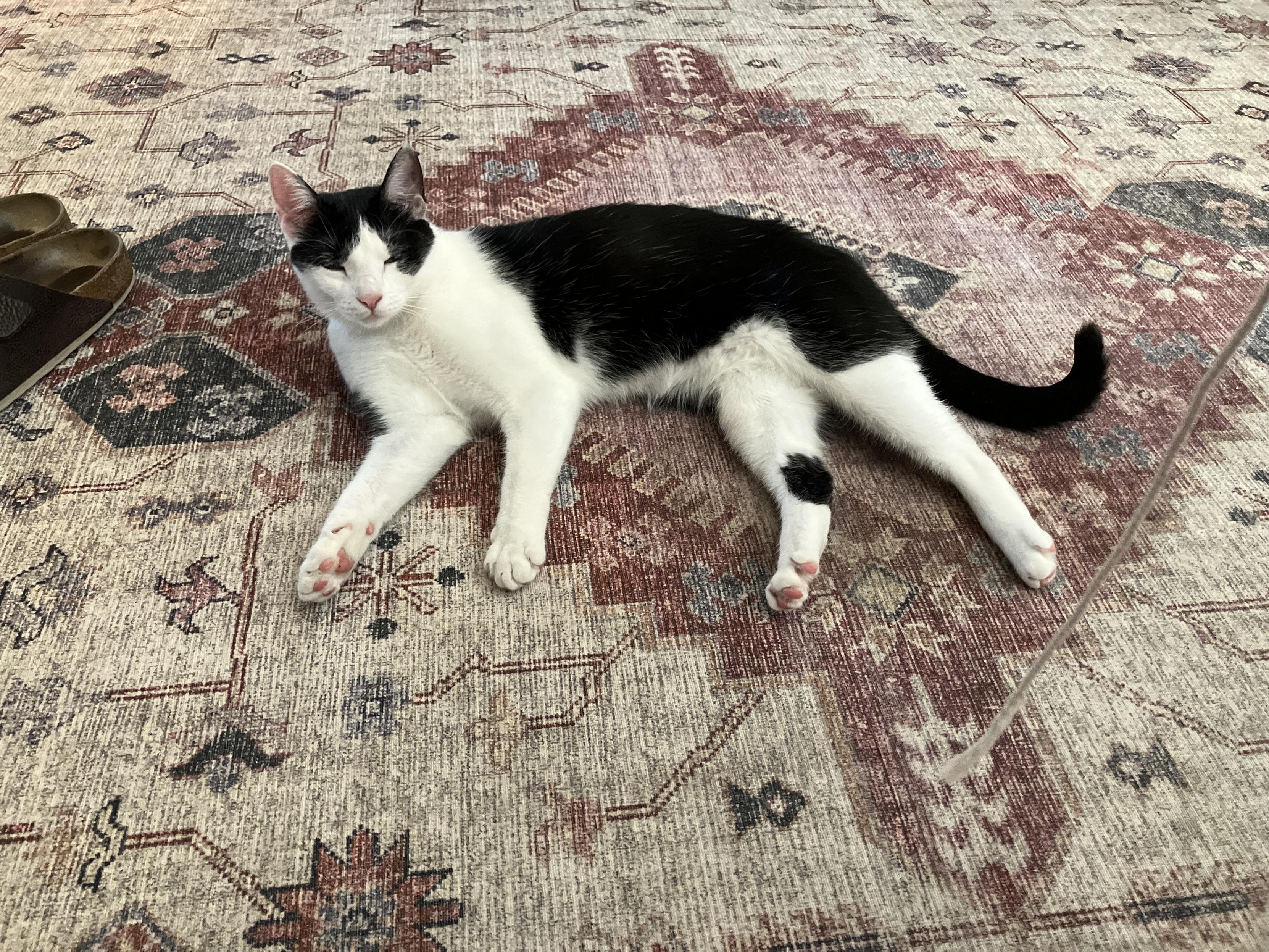 A black and white tuxedo cat, named Stringbean, lays on a rug with all four legs sticking out. She closes her eyes to rest. 