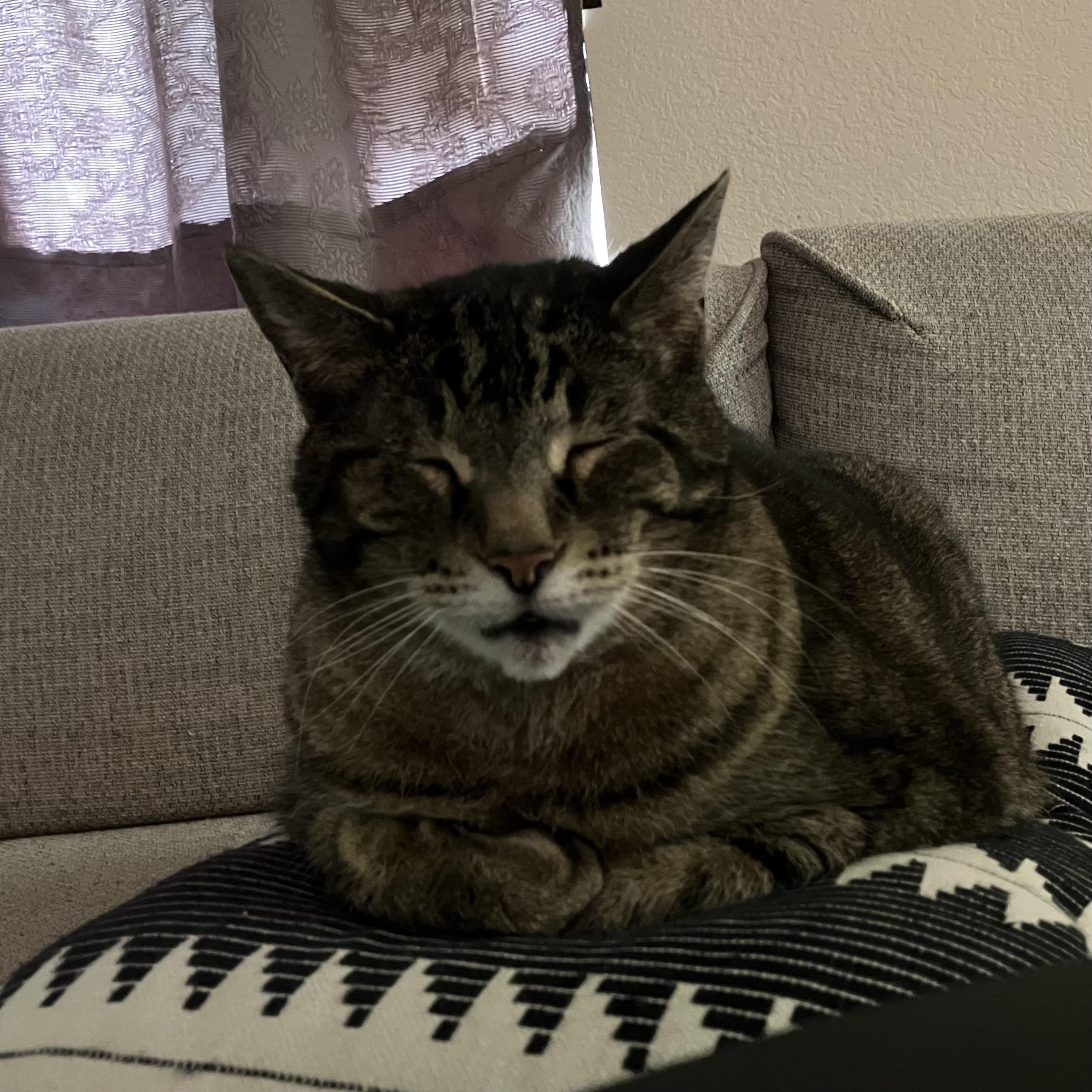 A brown tabby cat, named Noodle, loafs with his eyes closed on a pillow on the couch. 