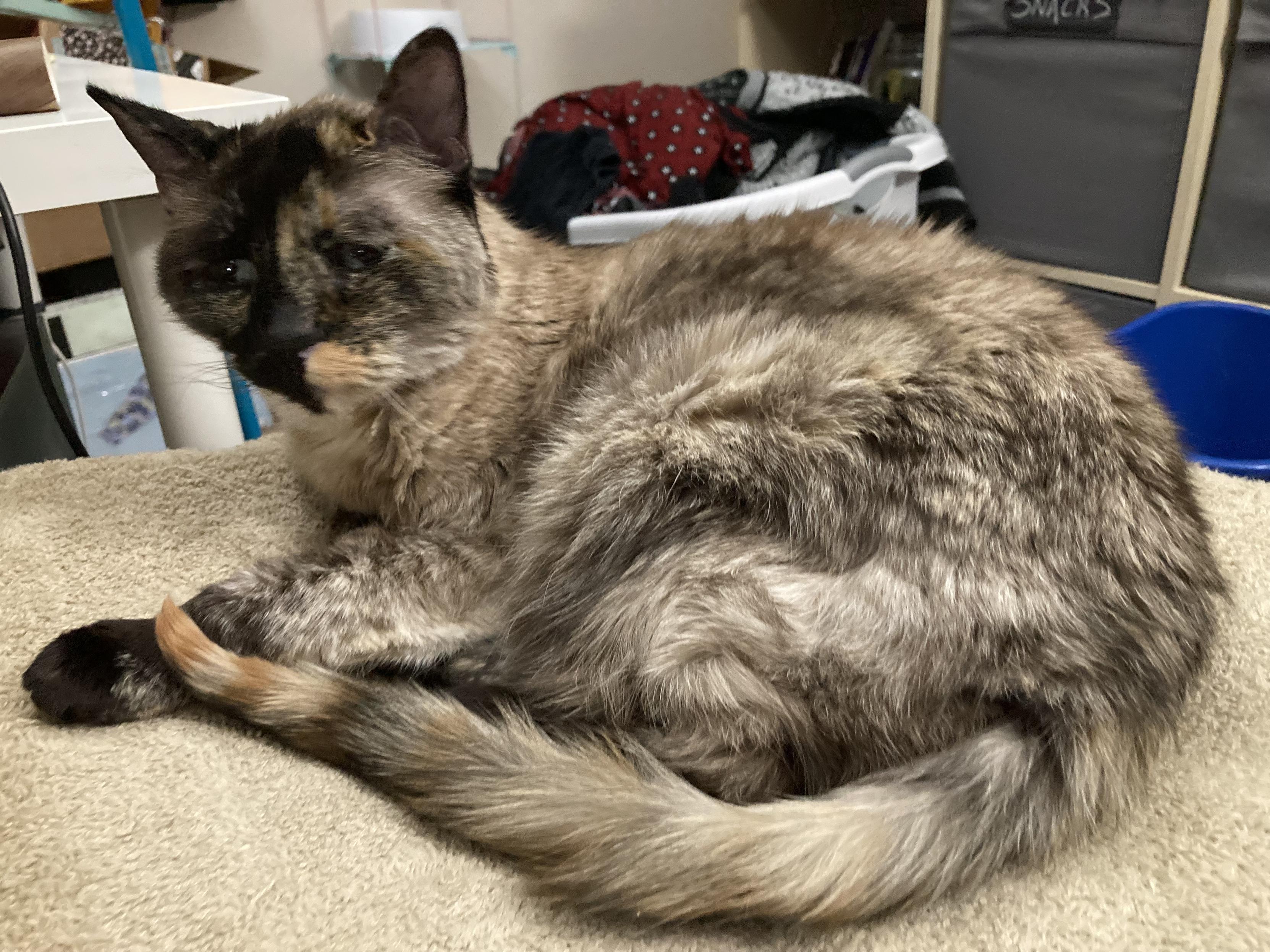 A tortoiseshell / Siamese mix cat, named Loki, lounges on a blanket. She stares off into space, likely just awoken from a nap.  