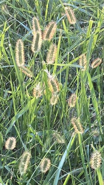 Fuzzy flower spikes with a hint of orange-red color are seen amidst green grass leaves.  