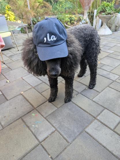 Black poodle with a blue 