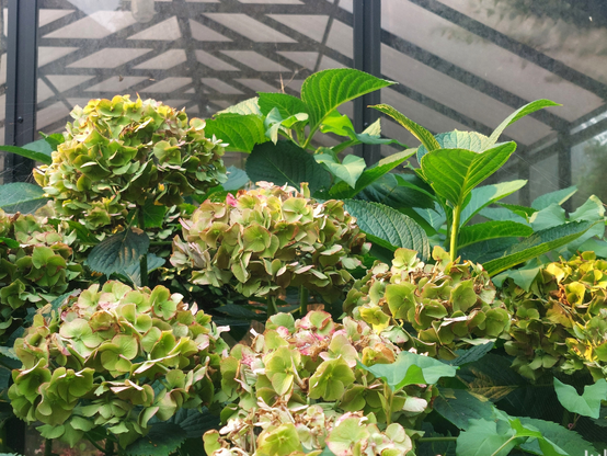 Pink hydrangea blooms fading to green in front of a bronze anodized aluminum framed greenhouse window.