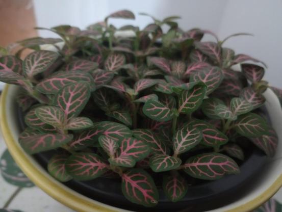 Fittonia with dark green leaves with pink veins