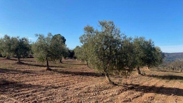 La collita d'olives a Catalunya serà un 50% inferior a l'habitual (Montse Poblet)