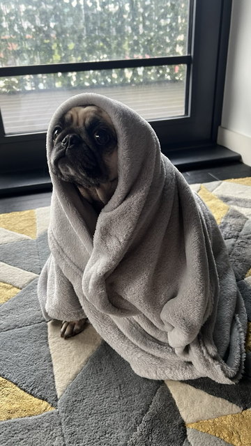 A photo of a pug covered by a blanket, looks like it’s ET from the movie. 