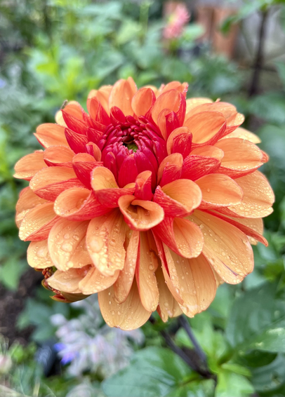 Orange dahlia flower with raindrops on petals 