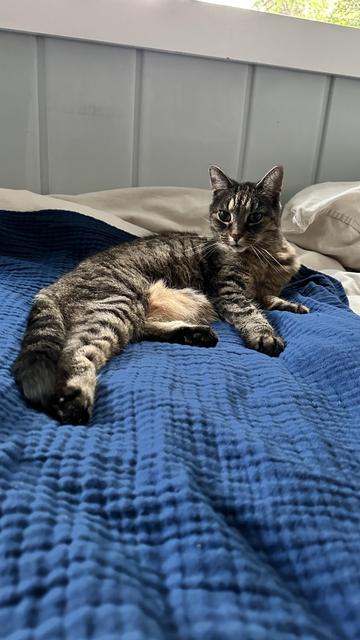 A tabby cat lounges on a blue blanket, resting on a bed. The cat appears relaxed, looking to the side. Pillows are visible in the background.