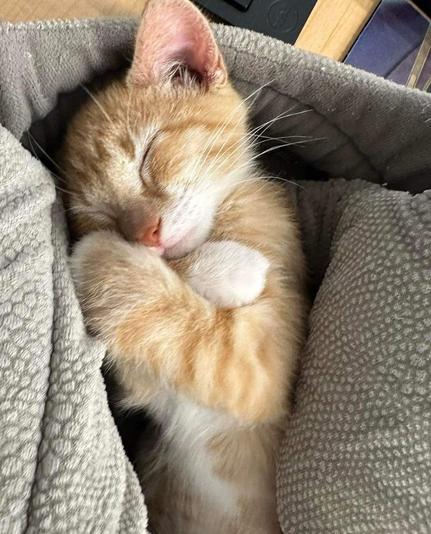 An orange tabby kitten sleeping on its back. Very cute.