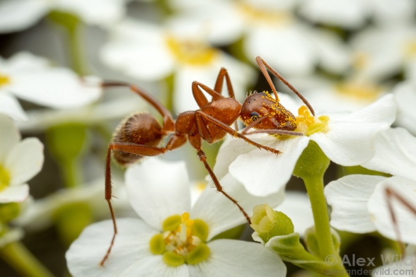 Macro photograph of a large, leggy, dull orange ant with its face jammed into the yellow center of a slightly raised white floret as if it were a drinking fountain in a field of similar florets. The ant’s head is coated in fine pollen grains.