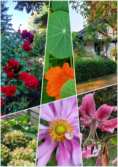 A collage of six garden images in a skewed frame, showing red roses, nasturtium, fall light on a rose garden, pink lilies, pink Japanese anemone, and pink hydrangeas fading to green