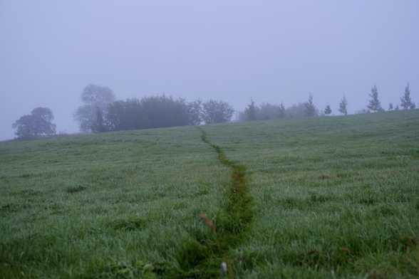 Dark green path across a wet green field. Foggy in the distance.