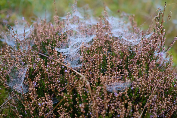 Spider trampolines on faded heather.