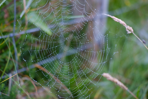 A spiderweb with water droplets.