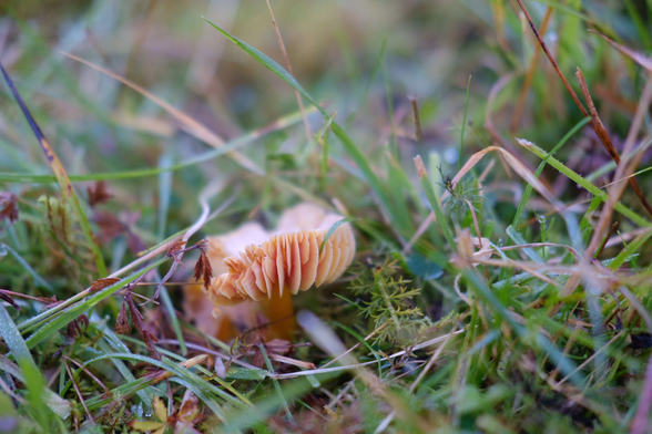 A small, orange brown wax cap mushroom in grass.