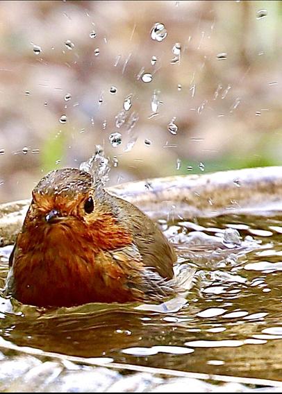 Photo of a Robin splashing about in a bird bath facing the camera.
Plenty of big water drops in the air.
