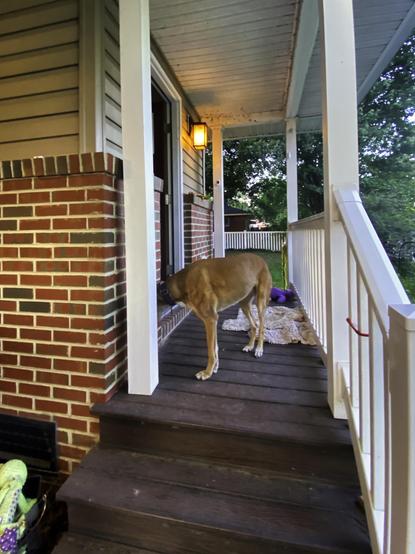 Missy on the porch. She has to think some to get back feet going. She’s slowly loosing sensation in her hips as completes year 13.  This makes transition to standing and changes from bedding to carpet to floor somewhat uncertain. Kind of like us dealing with a leg that is “asleep”. 