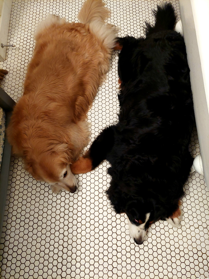 A Golden Retriever and a Bernese Mountain Dog lie prone in 